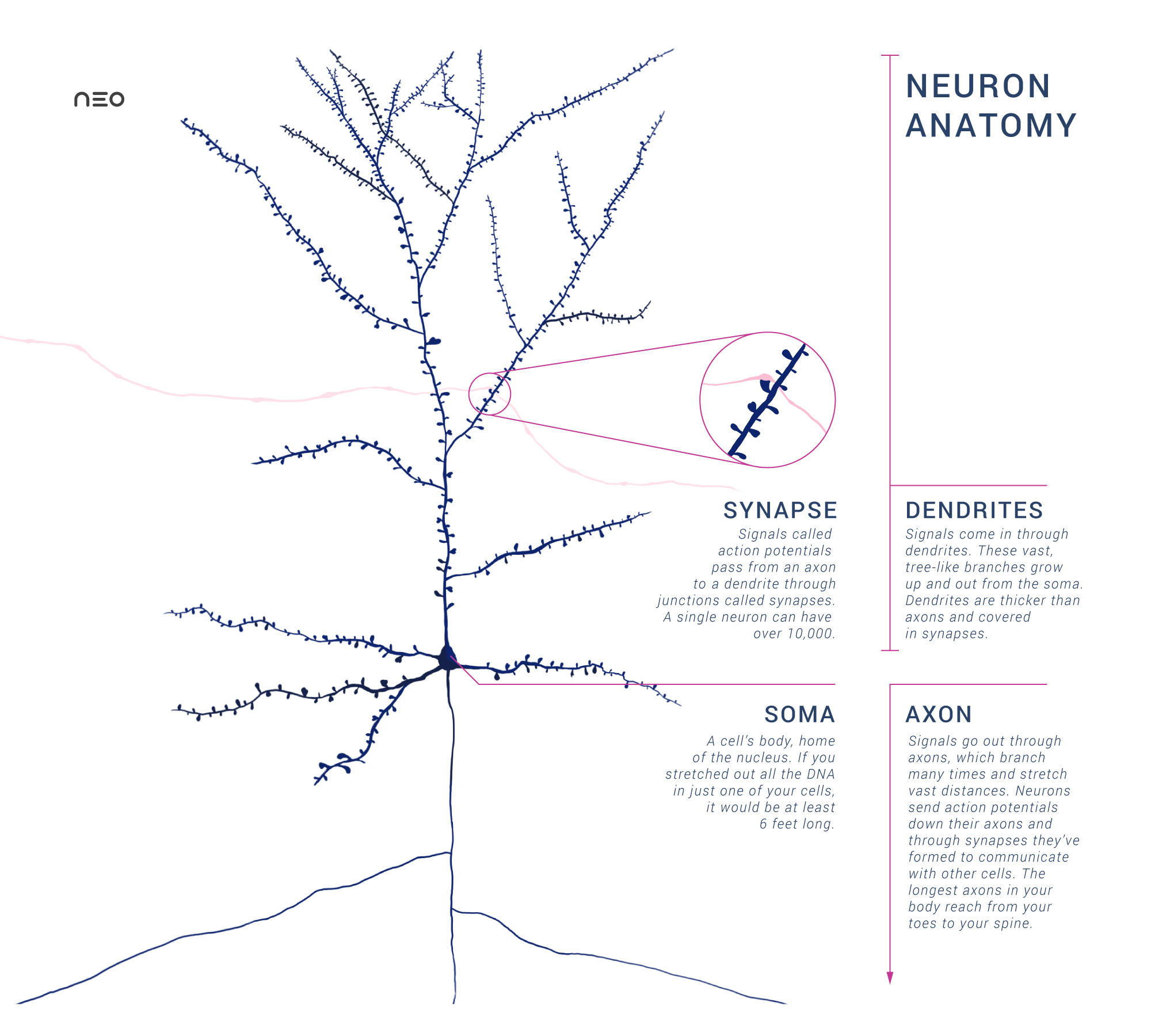 Anatomy of a Neuron with Synapse — FTL1 : la protéine qui fait vieillir votre cerveau