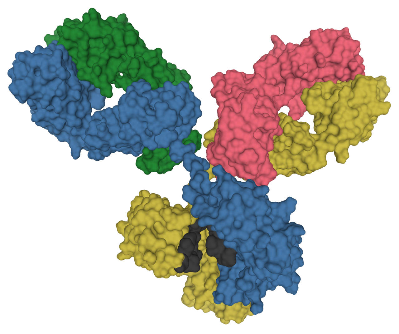 Antibody IgG1 surface — L'IA apprend enfin à parler anticorps