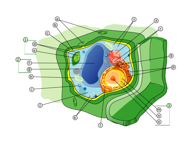 Cell structure — Lassa : le virus qui sculpte l'immunité de ses hôtes