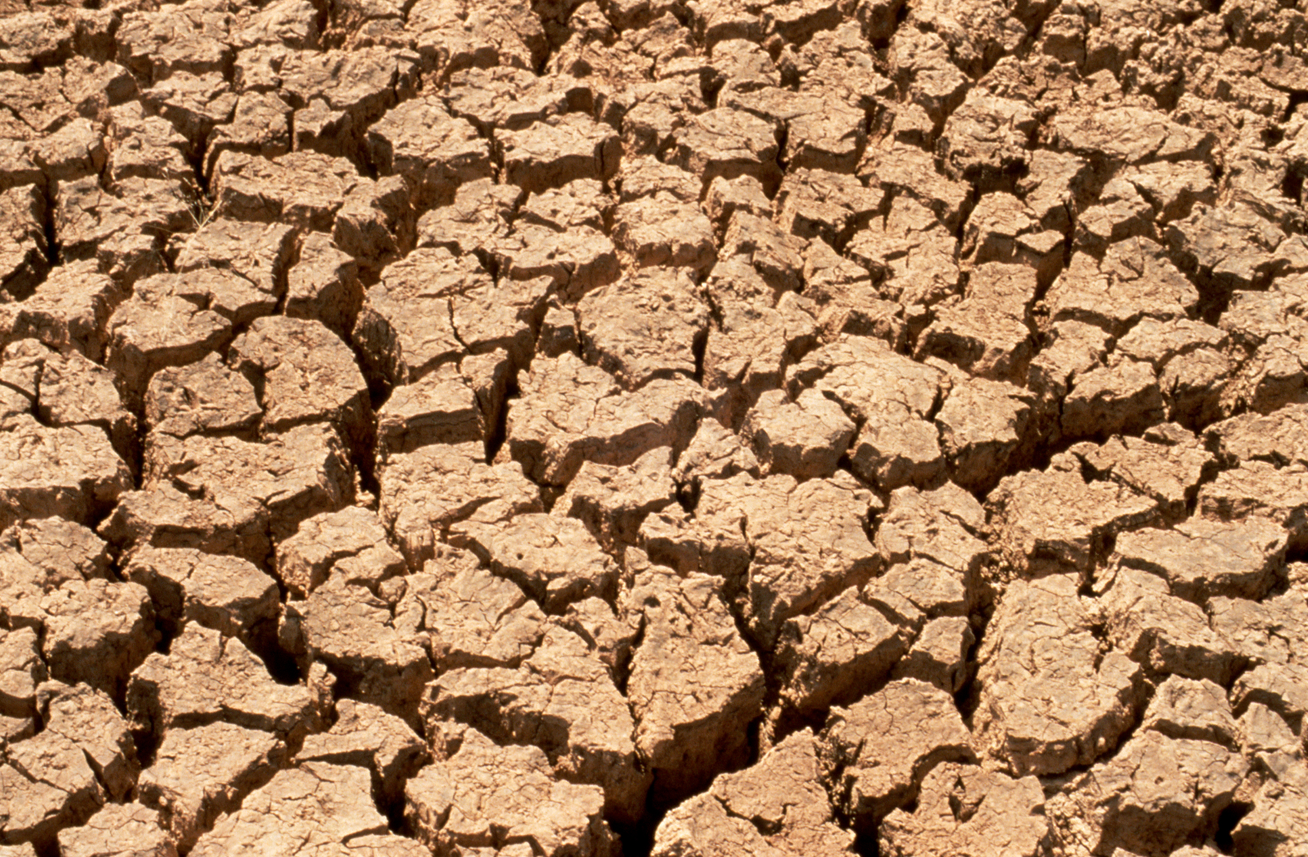 CSIRO ScienceImage 607 Effects of Drought on the Soil — Sécheresse, sol et résistance : le trio mortel