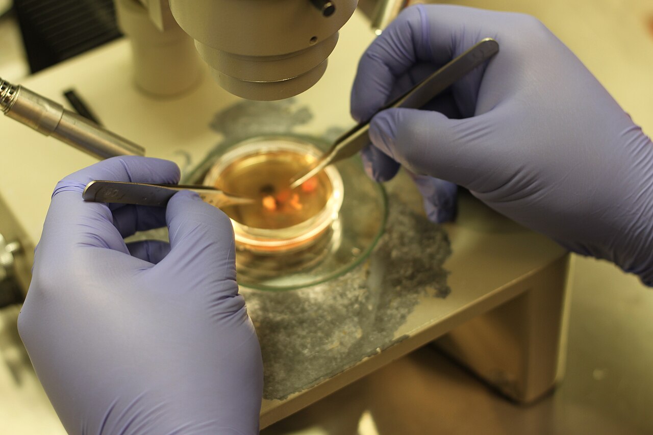 Dissecting Neurons — Des neurones imprimés parlent aux vrais
