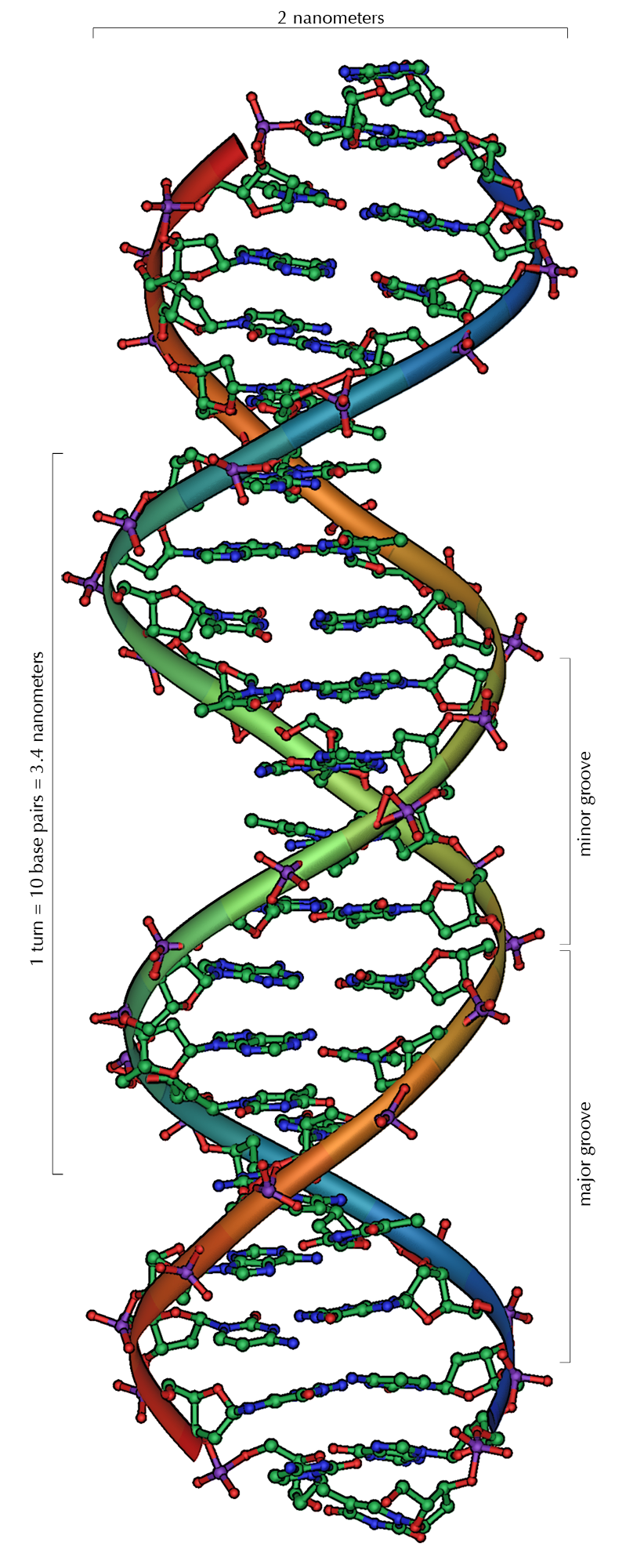 DNA double helix — VIH : nos ARN libres trahissent les secrets de l'immunité