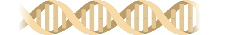 DNA (NIH BioArt 123 - 629230) — Le mariage protège du cancer ? Nous observons.