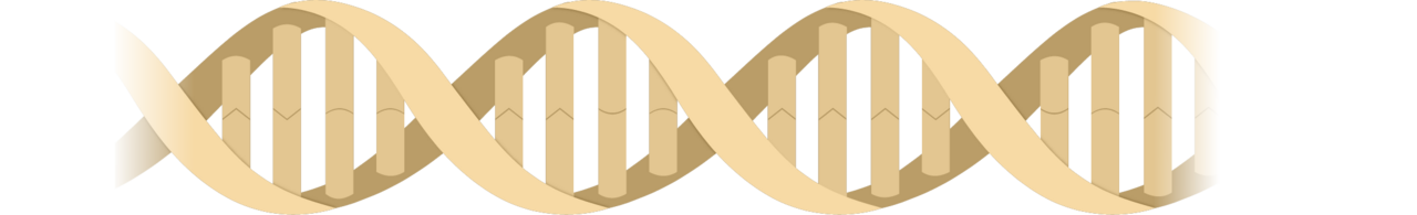 DNA (NIH BioArt 123 - 629230) — Le mariage protège du cancer ? Nous observons.
