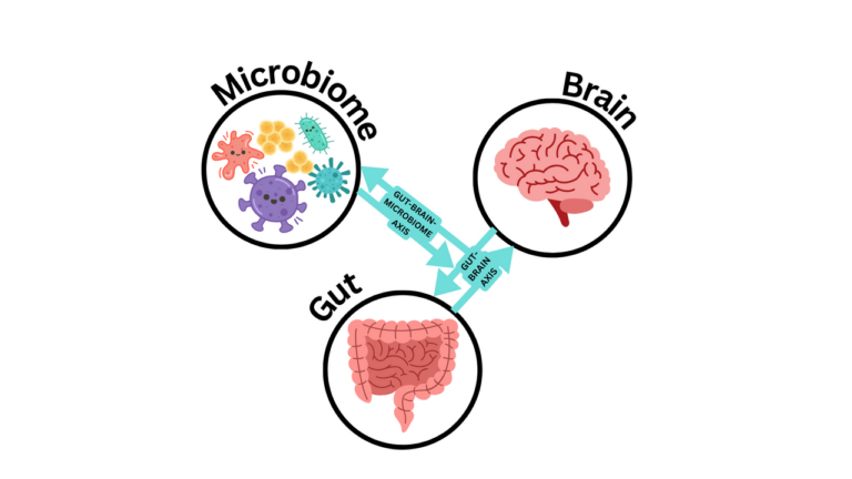 Axe intestin-cerveau-microbiome — Cerveau, cancer et microbiote : le corps sous contrôle