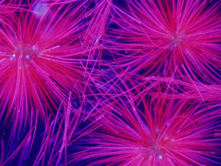 Harmful Water Organisms (21461433360) — Cyanobactéries: le courant dicte la taille des colonies