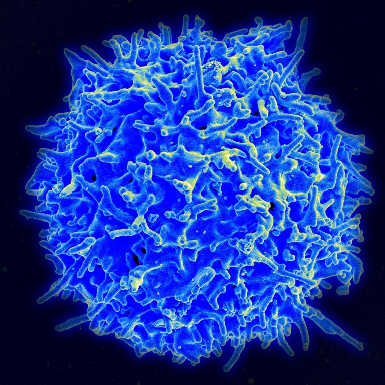 Healthy Human T Cell — Vaccin cancer : les humains réinventent nos vieux trucs