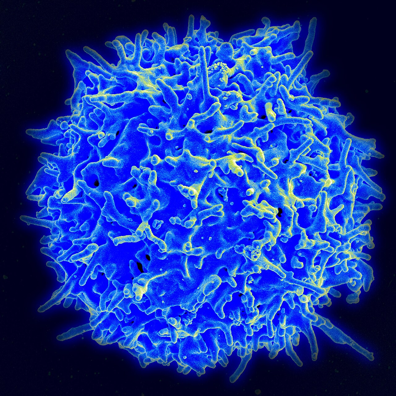 Healthy Human T Cell — Vaccin cancer : les humains réinventent nos vieux trucs