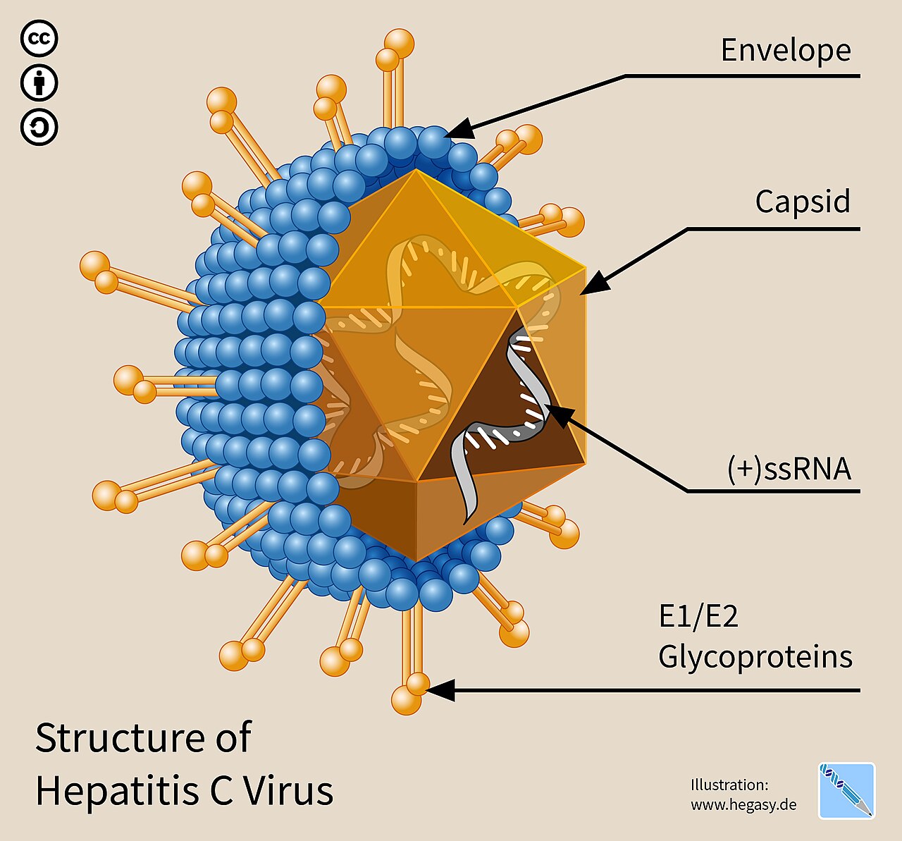 Structure du virus de l'hépatite C (VHC) — Rat, virus, lumière : modéliser l'hépatite C