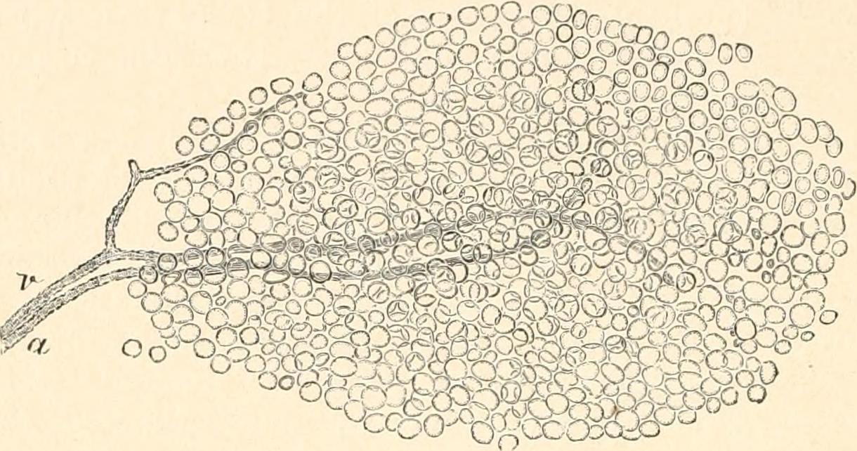 Human physiology (1913) (14593304250) — Graisses qui se divisent: votre ventre pense pour lui