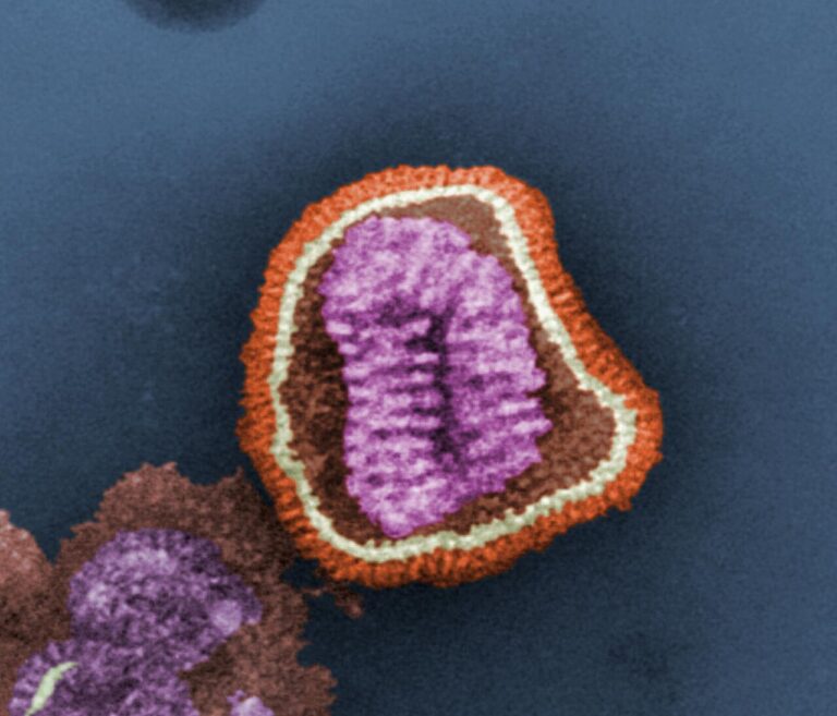 Influenza virus particle — Mélanome: la protéine qui joue double jeu
