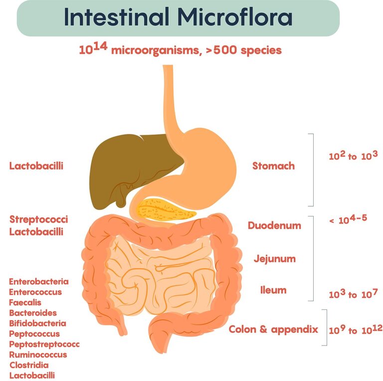 Intestinal microflora — Manger sain et cancer du poumon: l'ironie amère