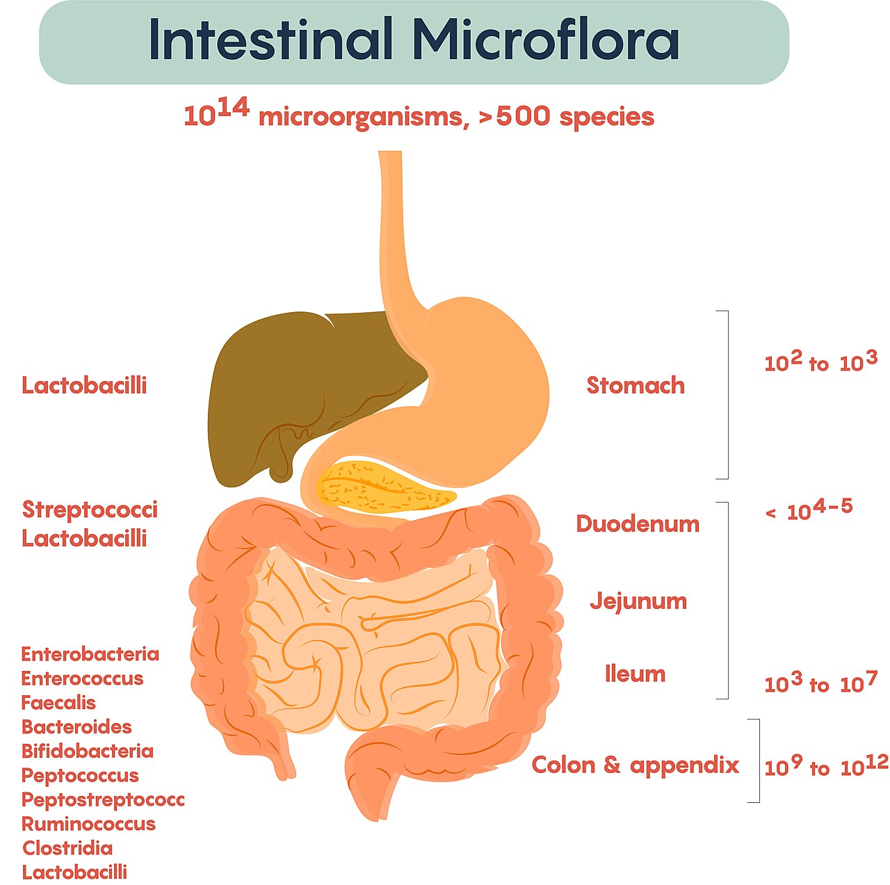 Intestinal microflora — Comment les cellules cancéreuses volent leur passeport immunitaire
