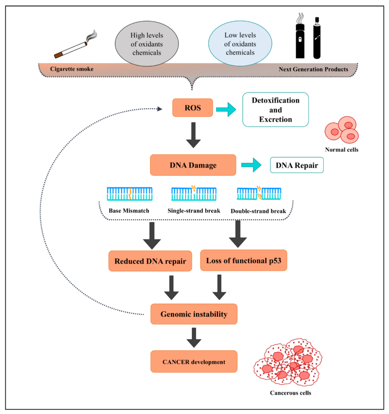 Role of reactive oxygen species in development of cancer — KLF5 : le chef d'orchestre caché du cancer du pancréas