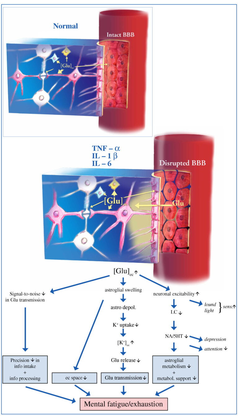 Schematic drawing of cellular regulation of extracellular glutamate concentrations — Yaks, IA et lectures: le cerveau résiste